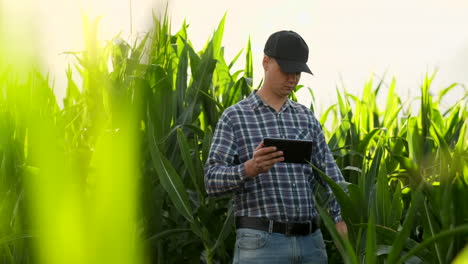 Young-male-agronomist-or-agricultural-engineer-observing-green-rice-field-with-digital-tablet-and-pen-for-the-agronomy-research.-Agriculture-and-technology-concepts